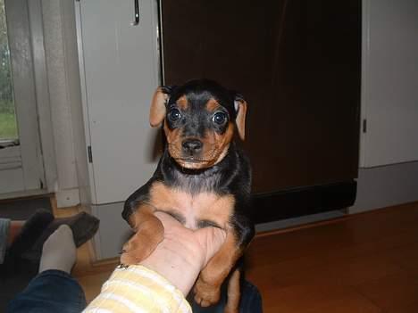 Blanding af racer Chili billede 1