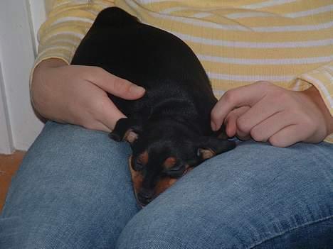 Blanding af racer Chili - her tager hun en lille lur billede 2