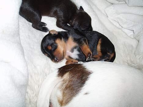 Blanding af racer Chili billede 3