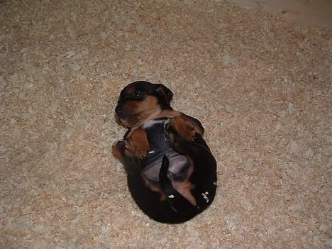 Blanding af racer Chili billede 4