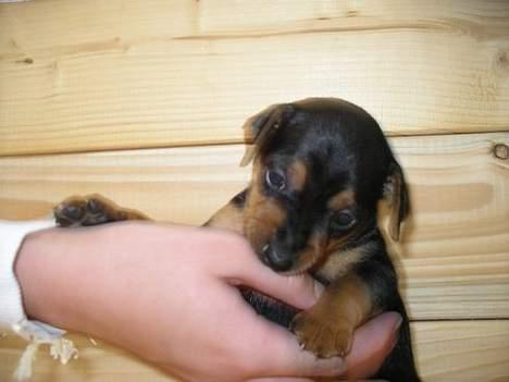 Blanding af racer Chili billede 5