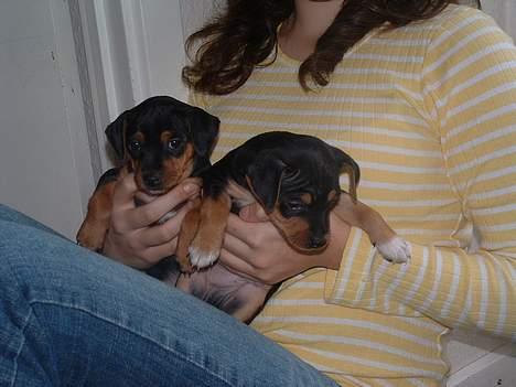 Blanding af racer Chili - Chili sidder sammen med hendes bror (Chili er uden hvide poter) billede 6