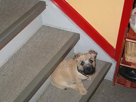 Cairn terrier Frigg's Skinfaxe / Cujo - På trappen, en af de første dage :D billede 6