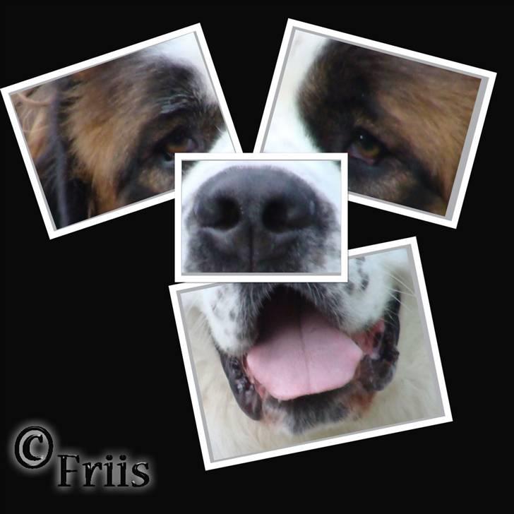 Sankt bernhardshund Møffe 20/02/06 - 17/11/08 billede 13