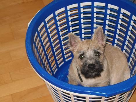 Cairn terrier Frigg's Skinfaxe / Cujo - Haha, fanget q: Se, ørene er kommet op og stå (: billede 7
