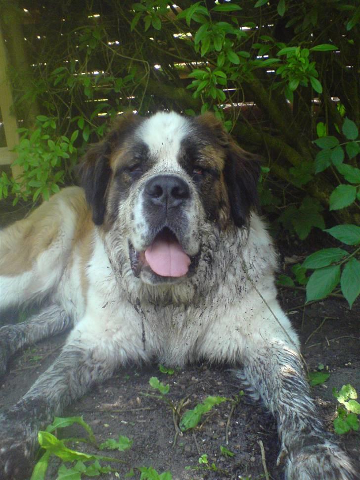 Sankt bernhardshund Møffe 20/02/06 - 17/11/08 billede 14