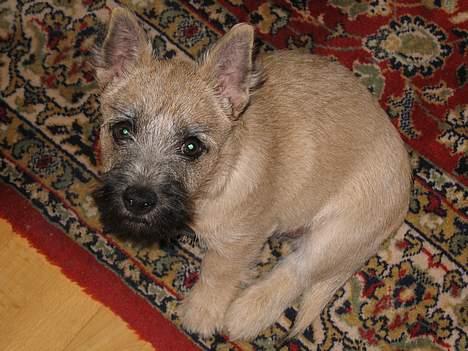 Cairn terrier Frigg's Skinfaxe / Cujo - "Det´ var ikk mig!" Jo, Cujo, du er her med kendt skyldig i at være over kær :D billede 8