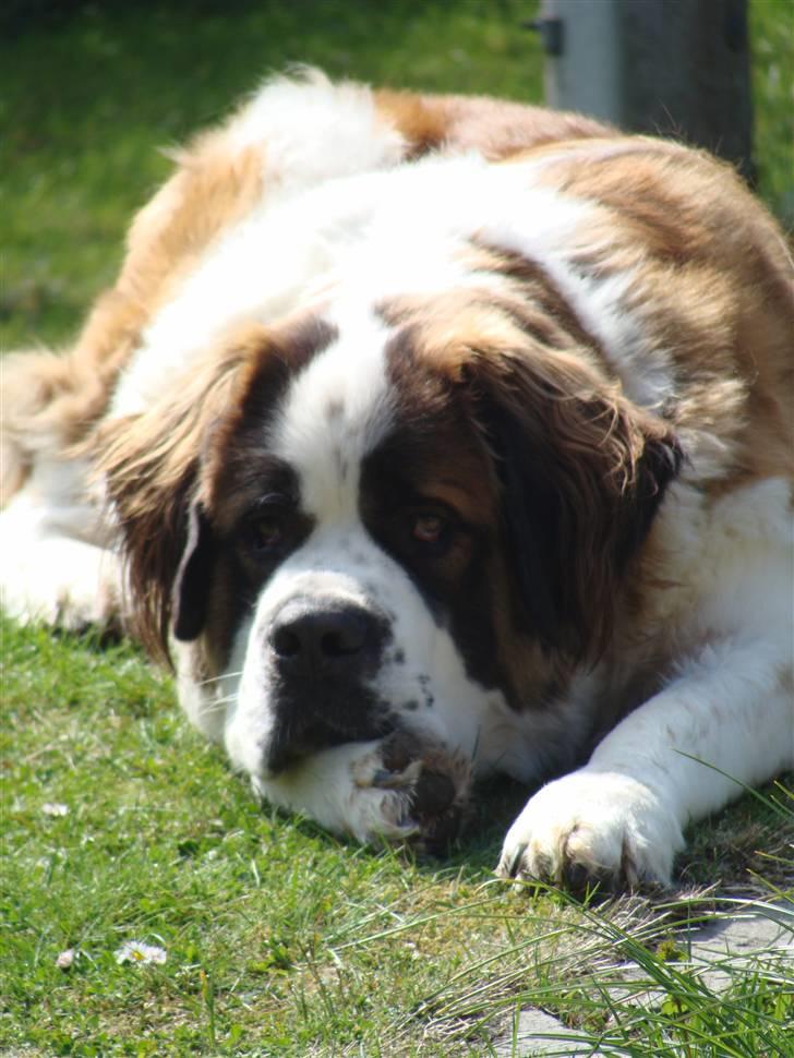 Sankt bernhardshund Møffe 20/02/06 - 17/11/08 - i haven billede 15