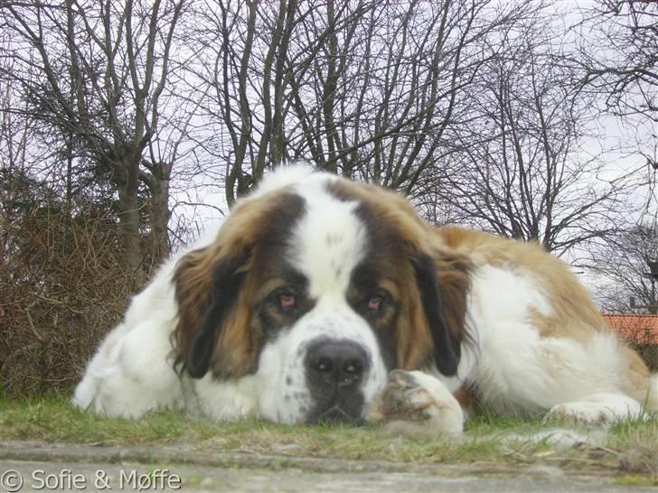 Sankt bernhardshund Møffe 20/02/06 - 17/11/08 - Søtte møf <3 billede 16
