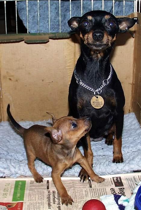 Dvaergpinscher Channi - Channi og mor.. billede 3