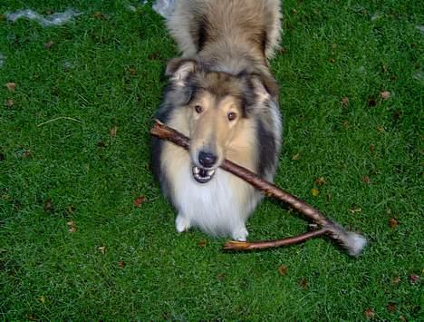 Collie langhåret Sandie - jeg kan godt li´ at lege med store pinde;-) billede 6