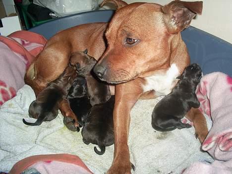 Staffordshire bull terrier (engelsk)Ginger <3 <3 <3 R.I.P <3 <3 <3 - NYT. min dejlige hund der har fået hvalpe lørdag den 11-11-06 billede 18