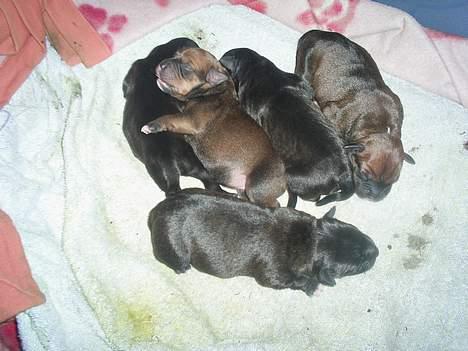 Staffordshire bull terrier (engelsk)Ginger <3 <3 <3 R.I.P <3 <3 <3 billede 19