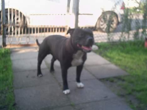 Staffordshire bull terrier (engelsk)Ginger <3 <3 <3 R.I.P <3 <3 <3 - det er så den dejlige far til hvalpene.. set er hans navn billede 20