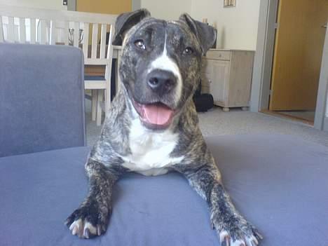 Amerikansk staffordshire terrier Ronja billede 12