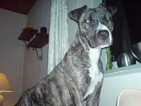 Amerikansk staffordshire terrier Ronja billede 13