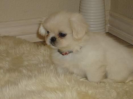 Pekingeser tilde - den lille princesse billede 1