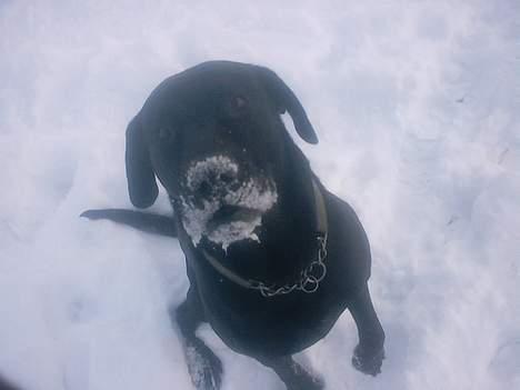 Blanding af racer Bølle  billede 1