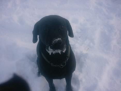 Blanding af racer Bølle  billede 2