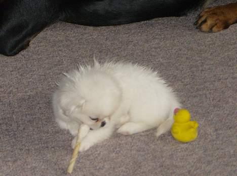 Pekingeser tilde - tilde spiser ben med anden billede 2