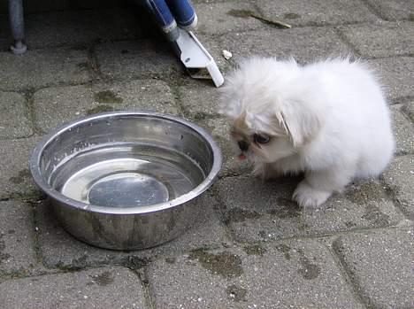 Pekingeser tilde - man kan næsten drukne i den store vandskål billede 3