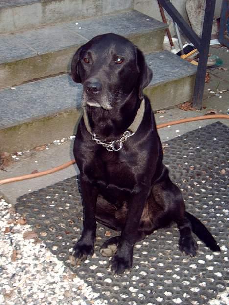 Blanding af racer Bølle  billede 3