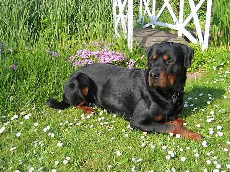Rottweiler Samson billede 10