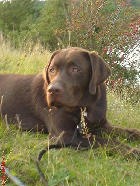 Labrador retriever Mads *død* - mads på fisketur billede 1