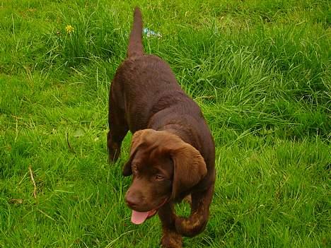 Labrador retriever Mads *død* - mads i haven billede 2