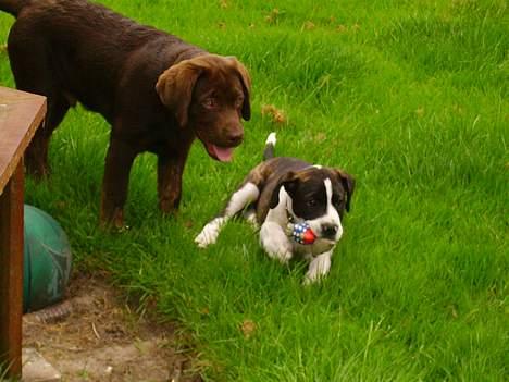 Labrador retriever Mads *død* - Mads med hans legekammerat Tyson billede 3
