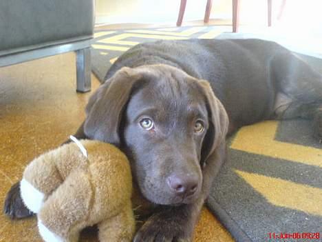 Labrador retriever Mads *død* - mads og en af hans bamser billede 4