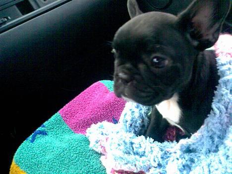 Fransk bulldog FreYa billede 13