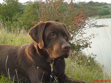Labrador retriever Mads *død* - mads på fisketur billede 6