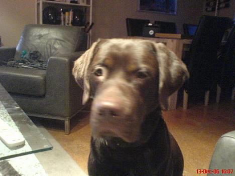 Labrador retriever Mads *død* - mads billede 7