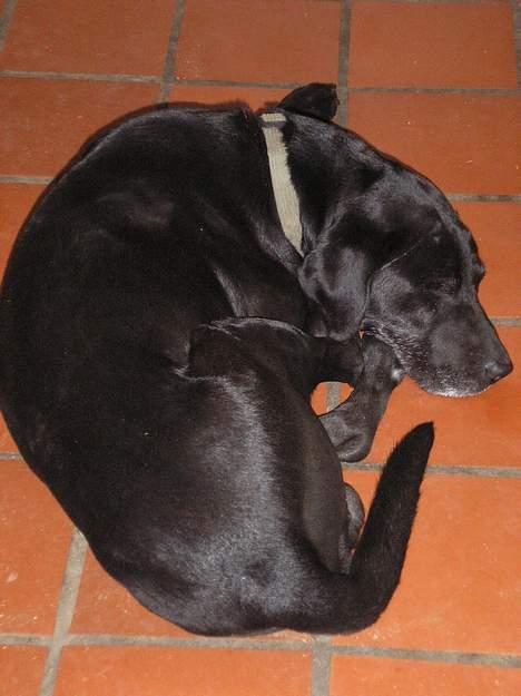 Blanding af racer Bølle  billede 4