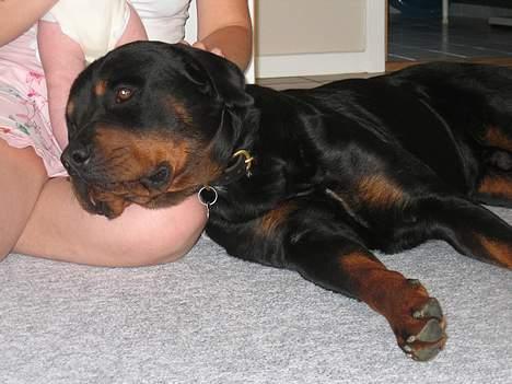 Rottweiler Samson billede 11