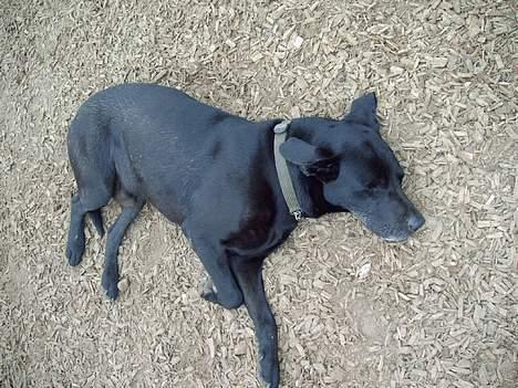 Blanding af racer Bølle  billede 5