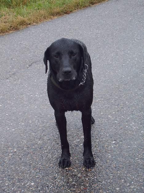 Blanding af racer Bølle  billede 6