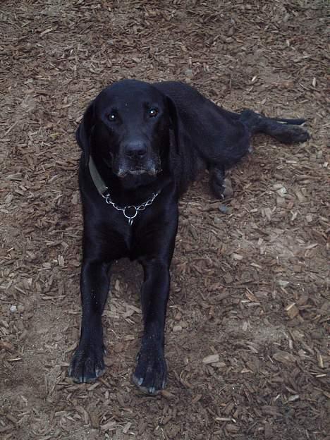 Blanding af racer Bølle  billede 7