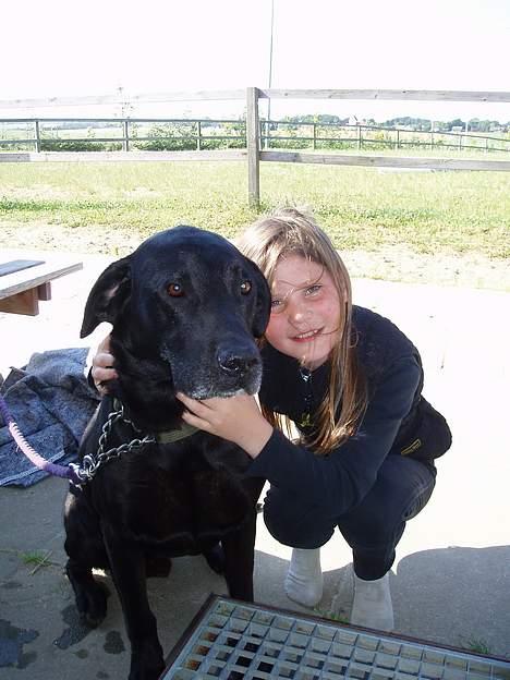 Blanding af racer Bølle  billede 9