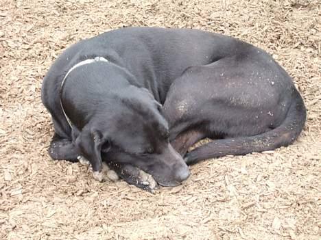 Blanding af racer Bølle  billede 10
