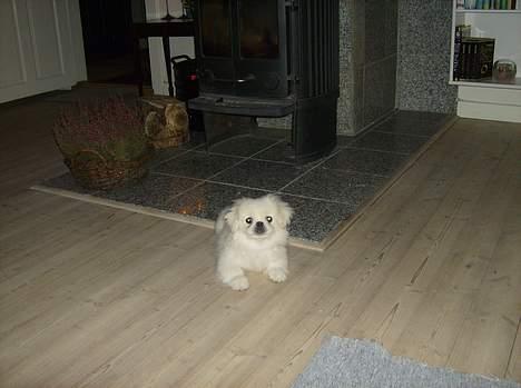 Pekingeser tilde - slapper af ved brændeovnen og nyder varmen billede 4