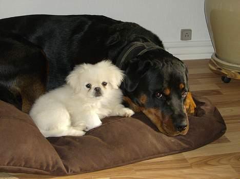 Pekingeser tilde - to dejlige putte hunde billede 5