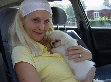 Pekingeser tilde - her har jeg lige hentet tilde billede 6