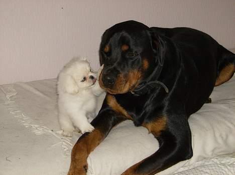 Pekingeser tilde - kom nu og leg store hund ;0) billede 7