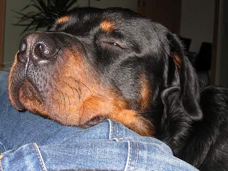 Rottweiler Samson billede 12