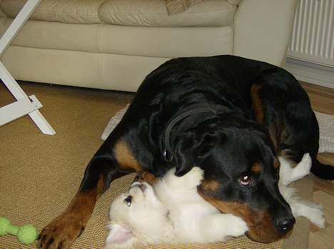 Pekingeser tilde - sådan holder man styr på den lille energi bombe billede 8