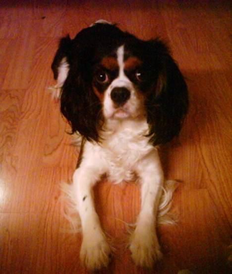 Cavalier king charles spaniel SAMMIE :) - *NYT* søde sammie ligger så fint... 14 - 11 - 06 billede 14