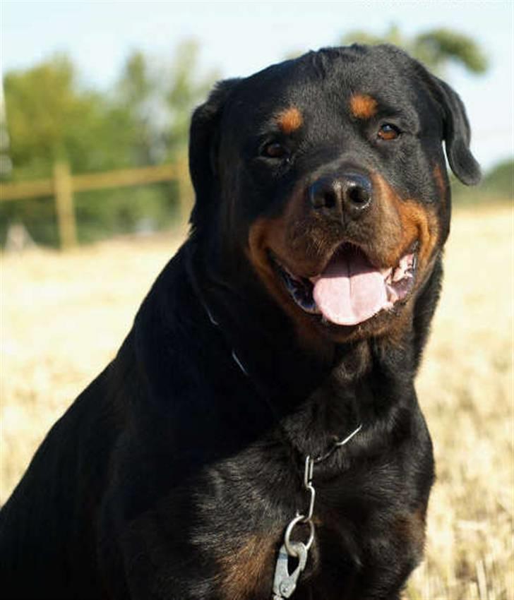 Rottweiler Samson billede 13