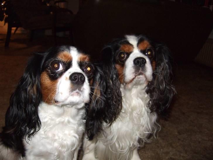 Cavalier king charles spaniel SAMMIE :) - nyyt..  sofus og mig.... vi er så søde sammen hihi :D billede 15